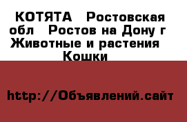 КОТЯТА - Ростовская обл., Ростов-на-Дону г. Животные и растения » Кошки   